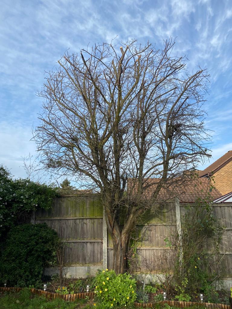 Tree work grays after