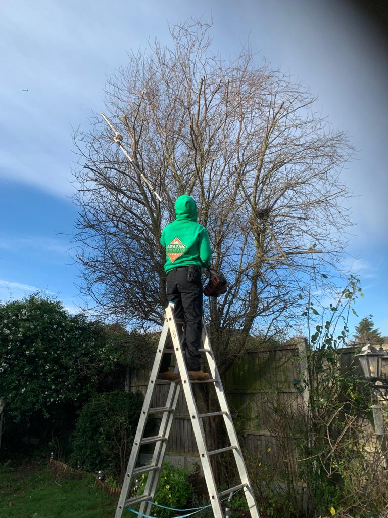 Tree work grays before